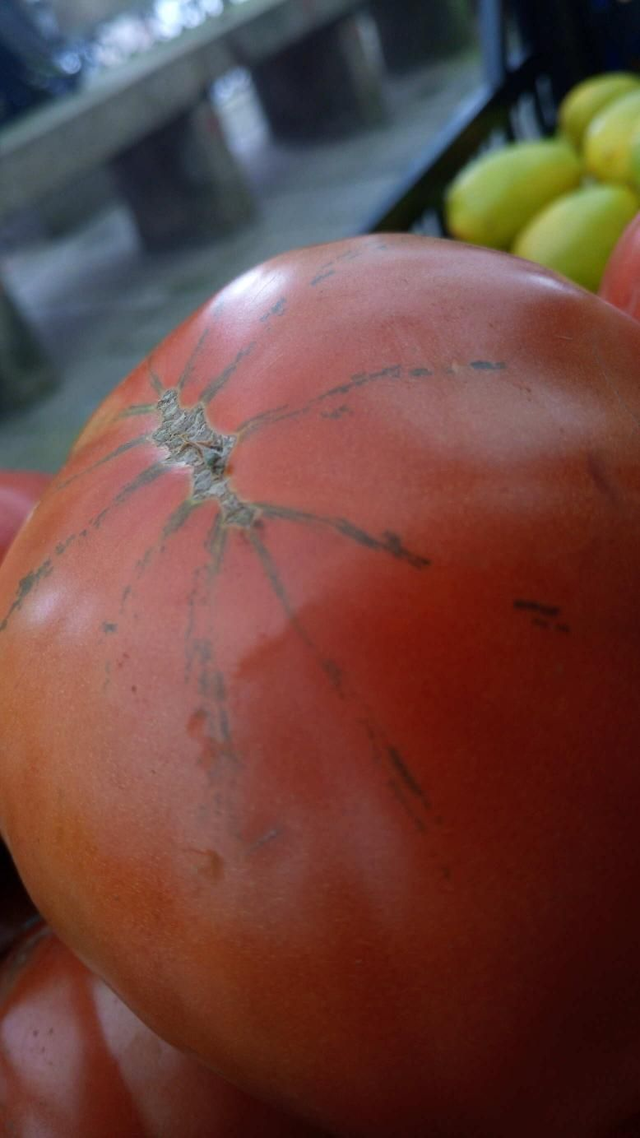 tomate marmande