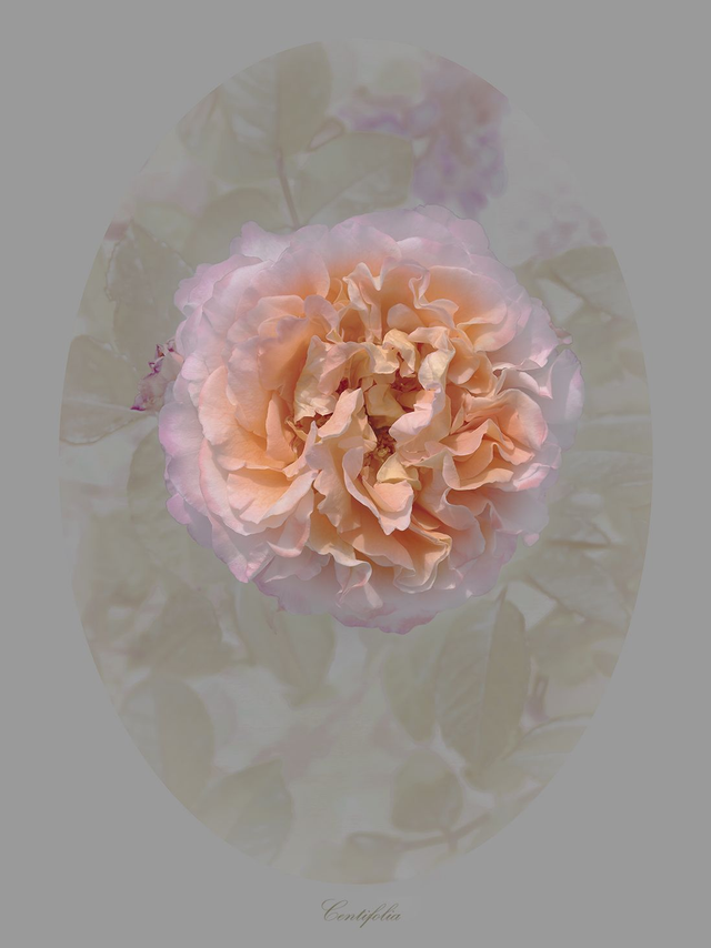 Rose Centifolia