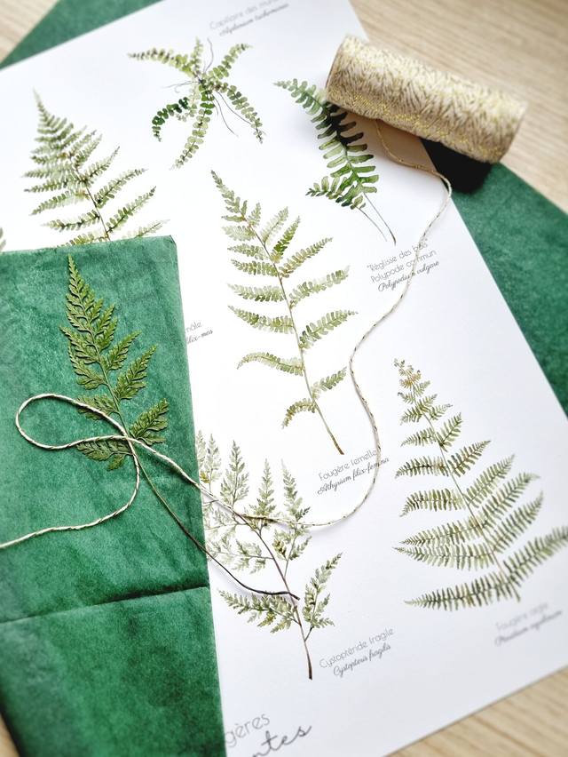 Affiche "Fougères élégantes"