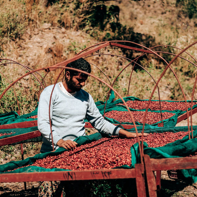 Al Hayma & Anis Decaf (200g)