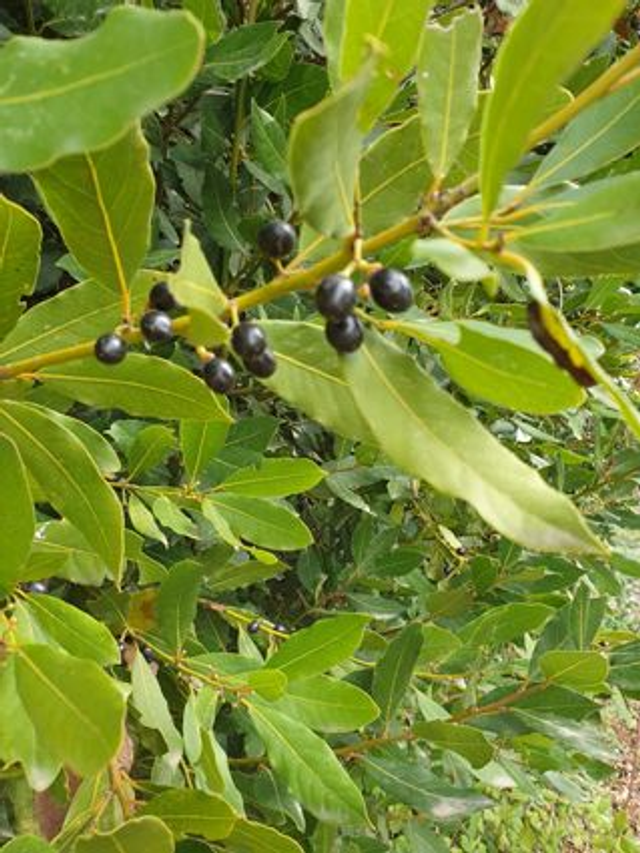 Laurier Sauce (Laurus nobilis) - Végétal local