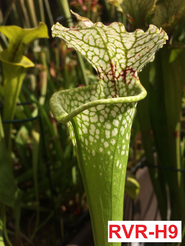 S. L30A Miroslav Srba x &#039;A Porais&#039;, Clone B