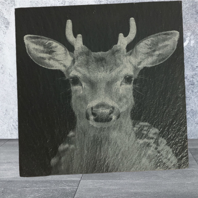 Slate Coaster - Roe