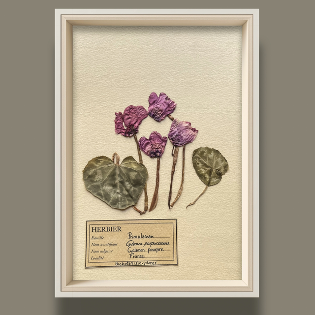 Herbier A5 vintage affiche botanique Cyclamen
