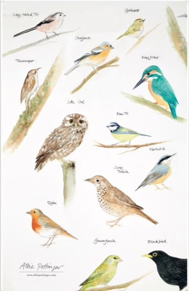 British Birds Tea Towel 