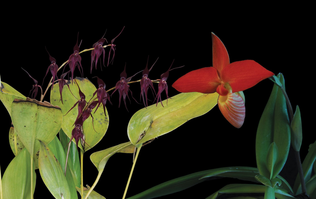 Vital Defense Combination Essence