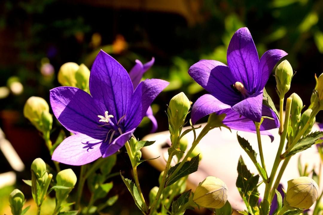Campanule
