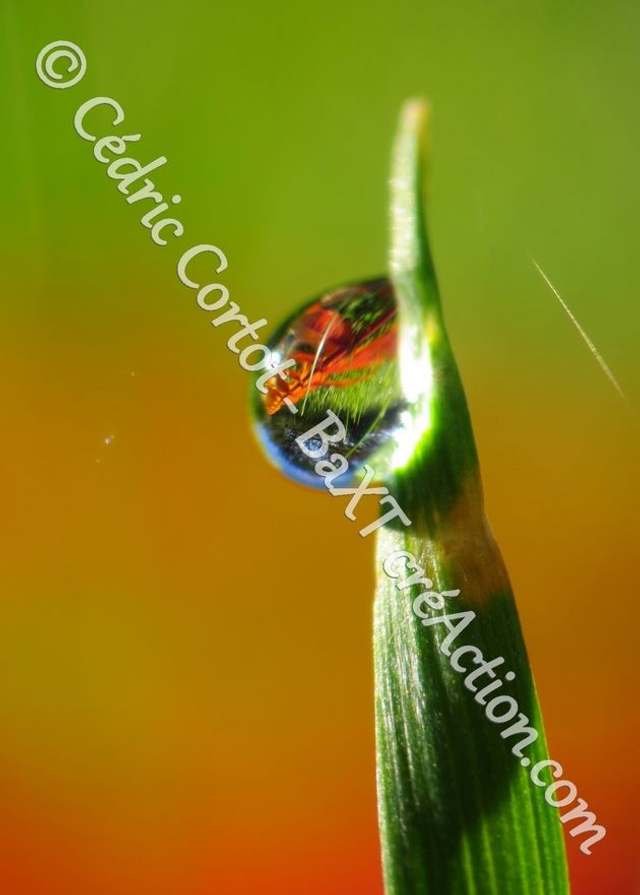 1 - Carte postale - Rosée et gouttes de pluie (Ref 7912)