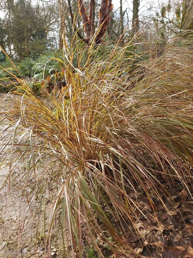 Anemanthele lessoniana (Stipa arundinacea) P9 (0.5l)