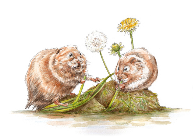 Original Illustration of Water Voles and Dandelions - Pen, Ink and Watercolour