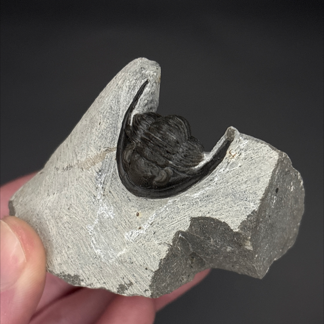 Cornuproetus Trilobite 