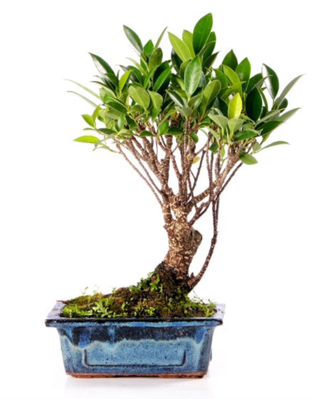 J05 . Ficus Microcarpa scopa rovesciata in vaso cm 15
