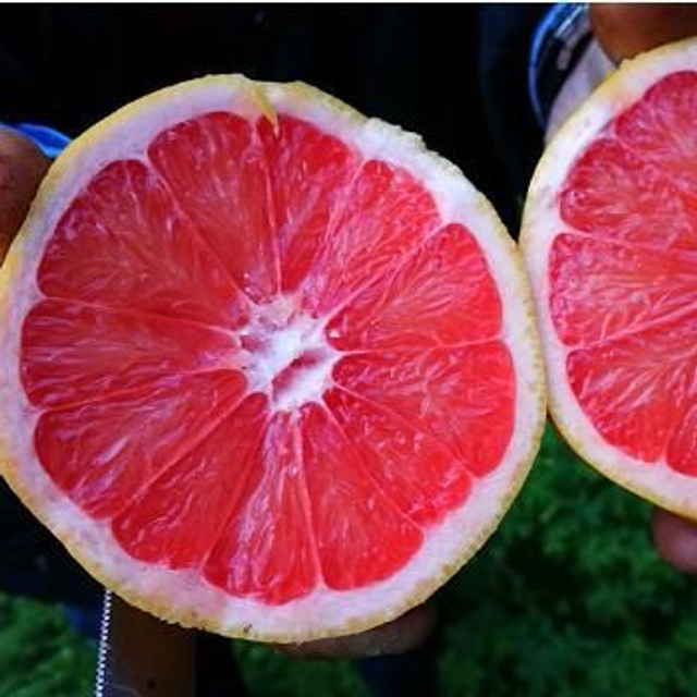 N39 . Pompelmo rosa in vaso 24