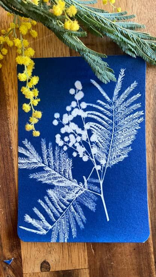 20/02 14h30-16h30 CYANOTYPE 🌿💙 40€