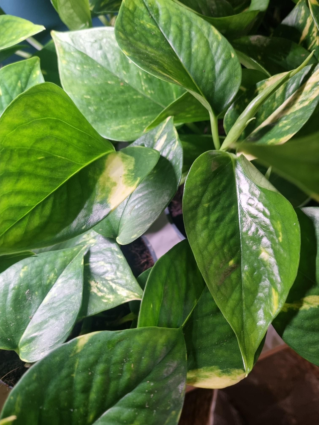 Pothos In 12cm Pot