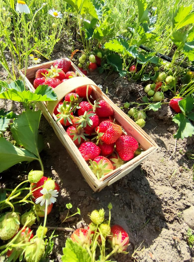 Truskawki gruntowe EKO / 1kg