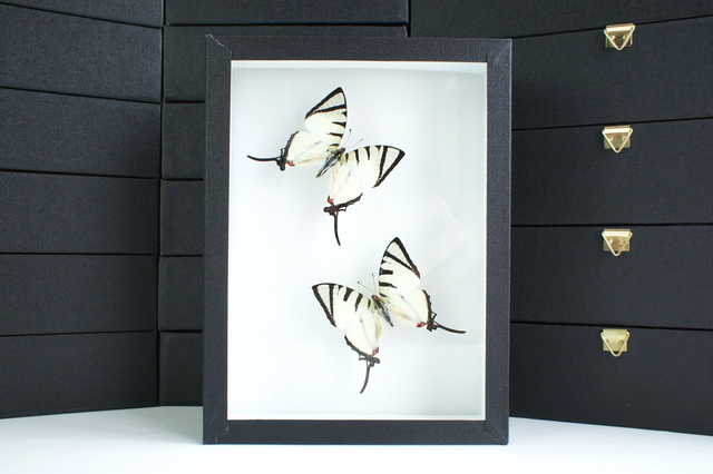 Graphium agetes (duo)