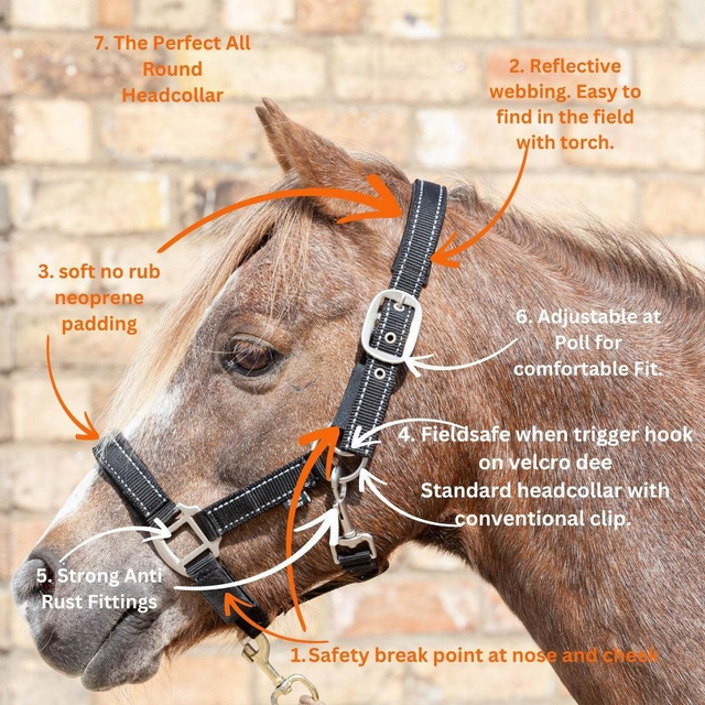Cameo Fieldsafe Headcollar