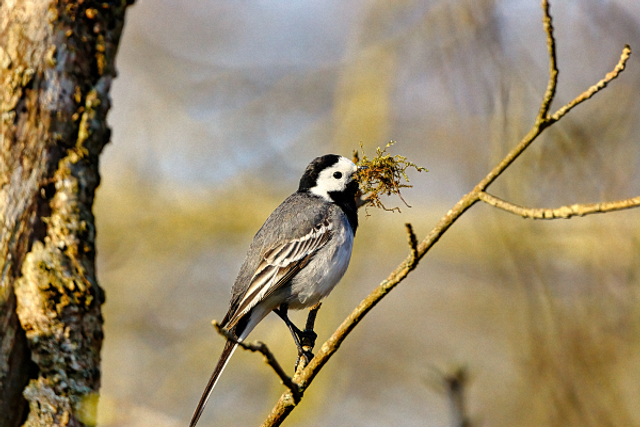 Bergeronnette avec de la mousse