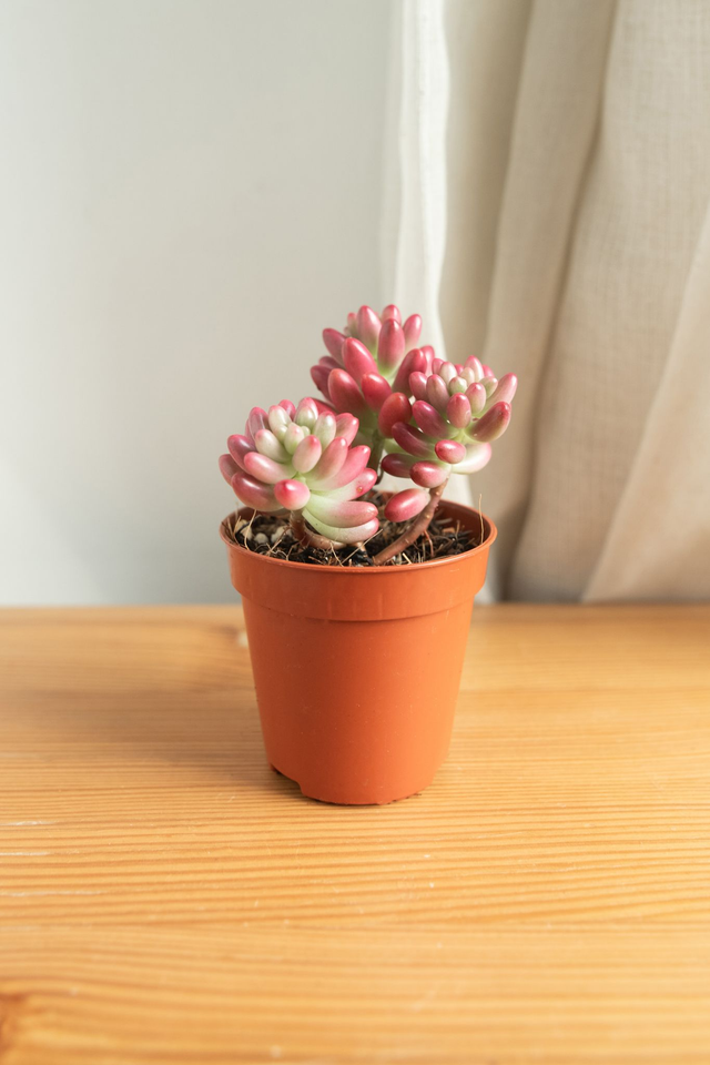 Sedum Pink 'Jelly Beans' 🌿