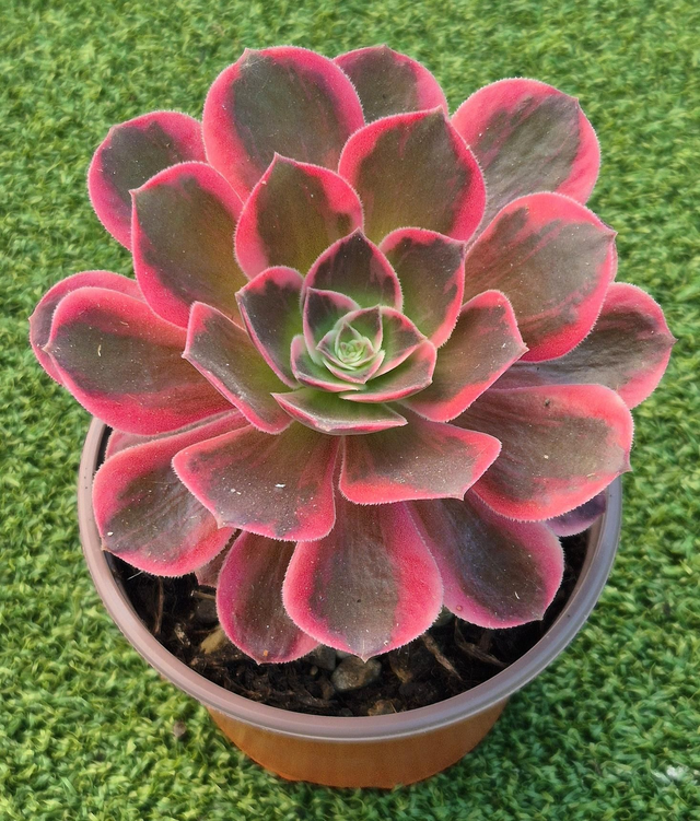 Aeonium &#039;Pink Fairy&#039;