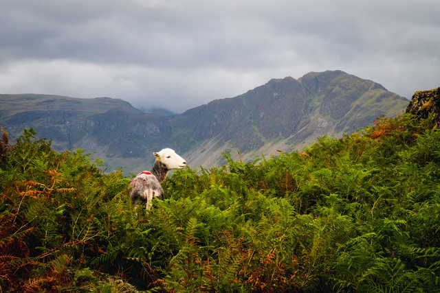 Herdwick Sheep