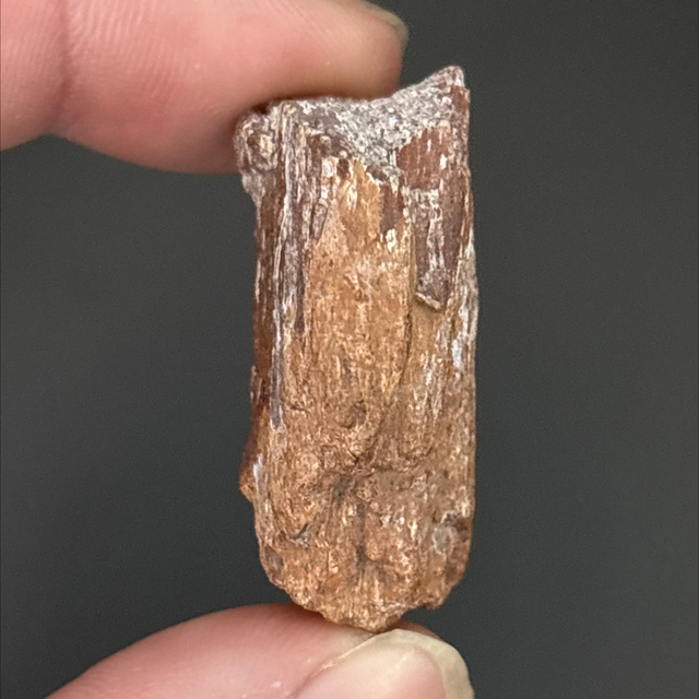 Carcharodontosaurus Bone Fragment