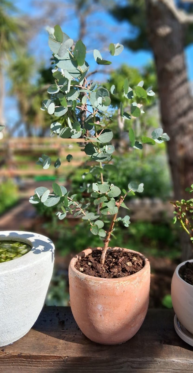 L28 . Eucalyptus gunnii in "Caspò Loris"