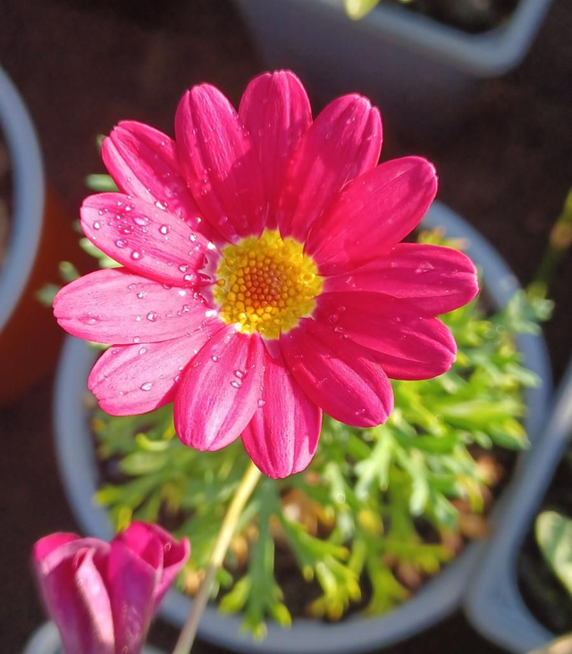 Marguerite Simba Dark Pink