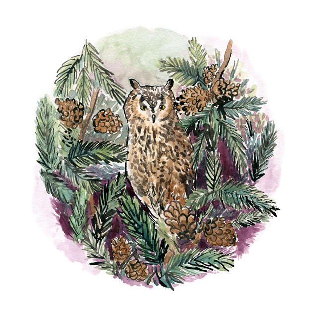 Long Eared Owl | Ink &amp; Watercolour | Print
