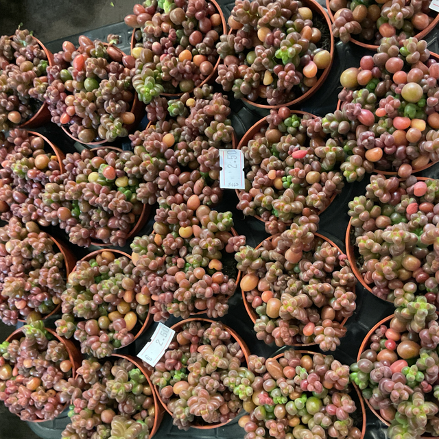 Sedum Sthalii