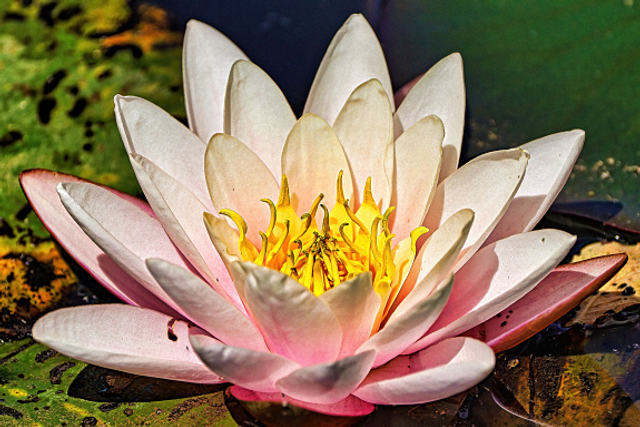 Lotus sacré