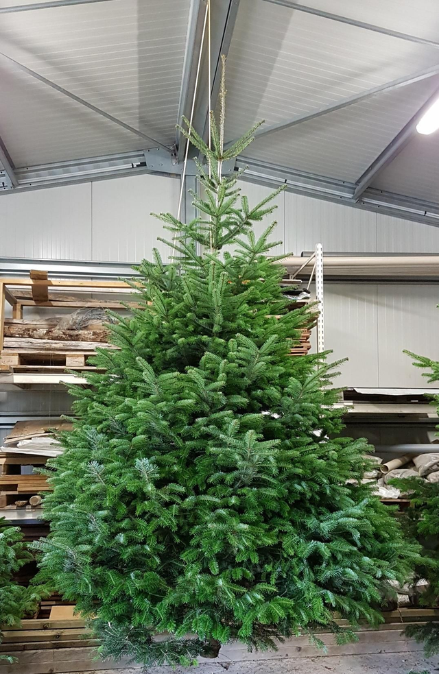 NORDMANN COUPÉ 300/400