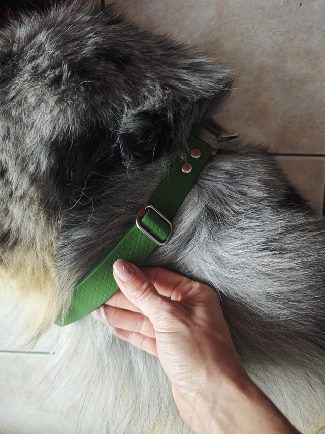 Harnais biothane, seconde main/vie !