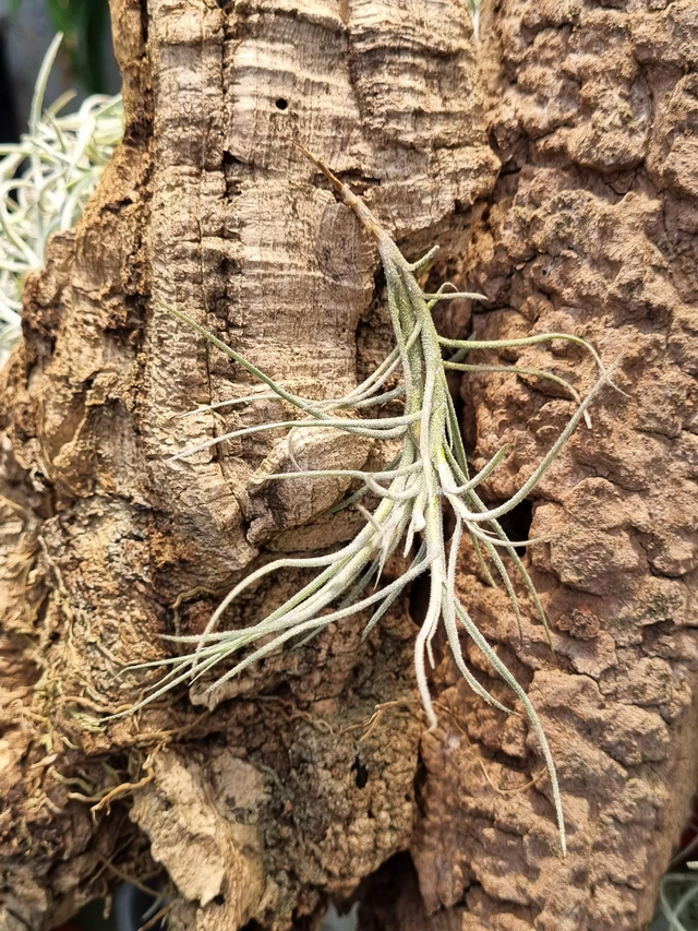 Tillandsia mallemontii x bandensis
