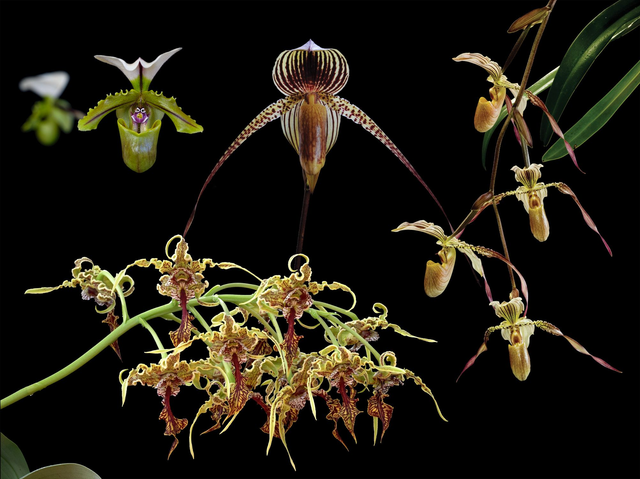 Spirit Path 2 Combination Essence