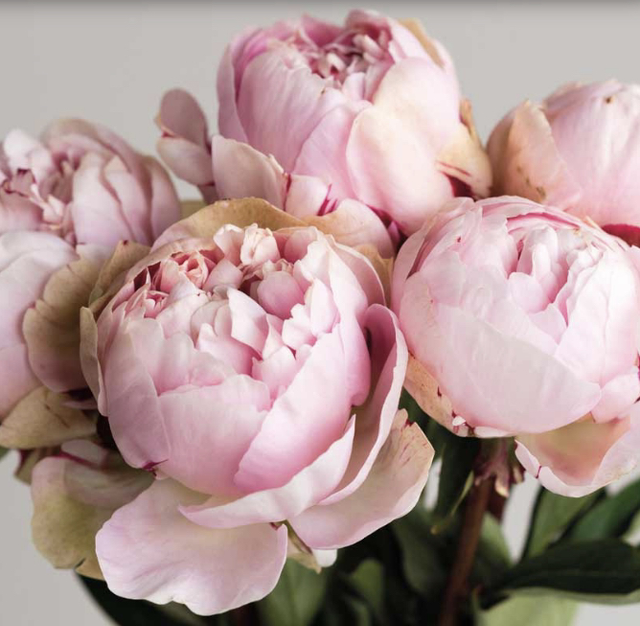 In Person Sugar Peony Class - Cheddar Gorge 4/8/22