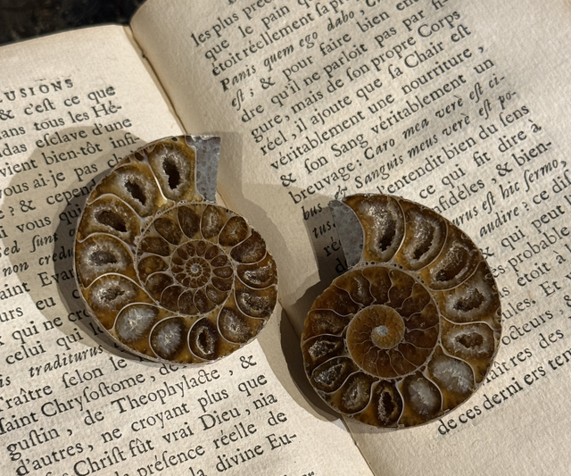 Paire de demi-ammonites polies 008