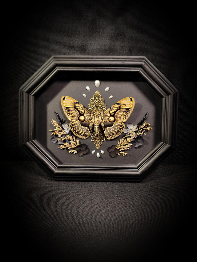 Cadre Brahmaea hearseyi