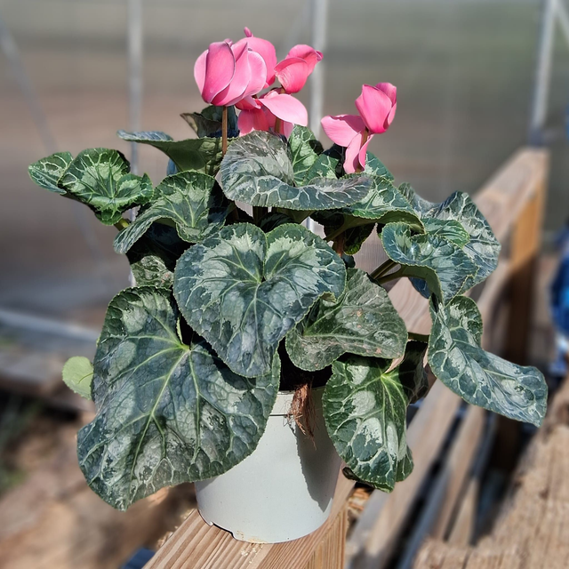 P26 . Ciclamino in vaso 14