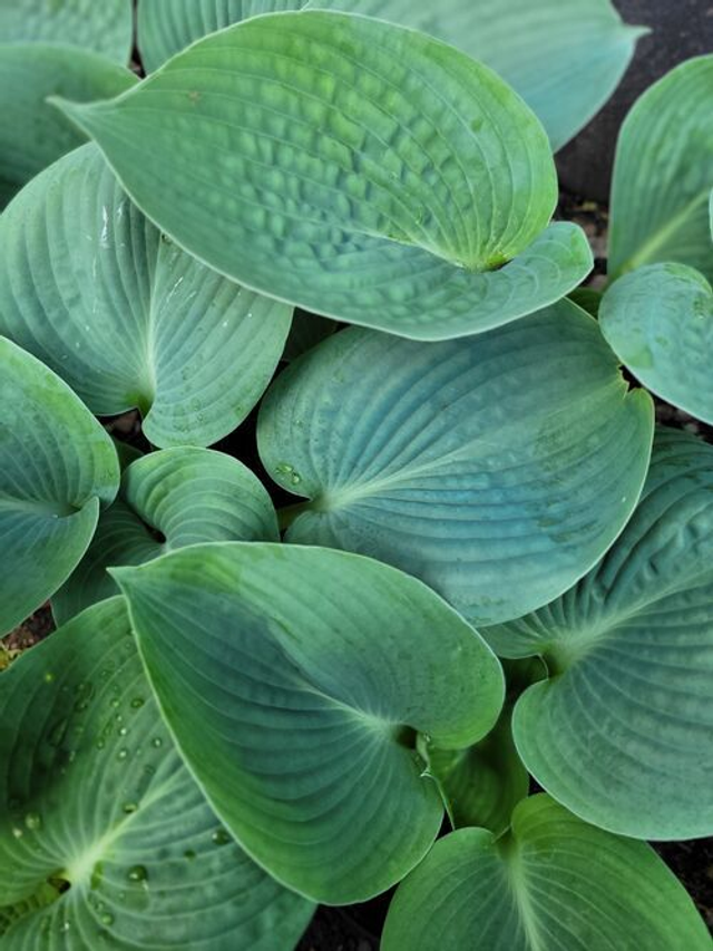 Hosta &#039;Love Pat&#039; 1 litre 