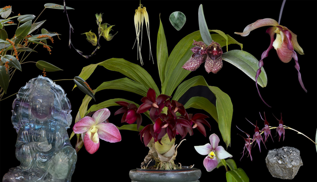 Shield of Light Combination Essence