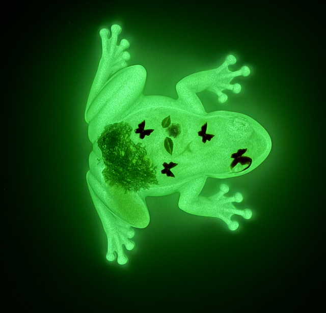 Grenouille Pomme d’Api 