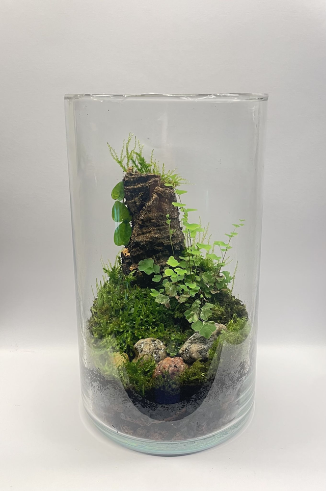 Biosphère bioactive "brume verte"