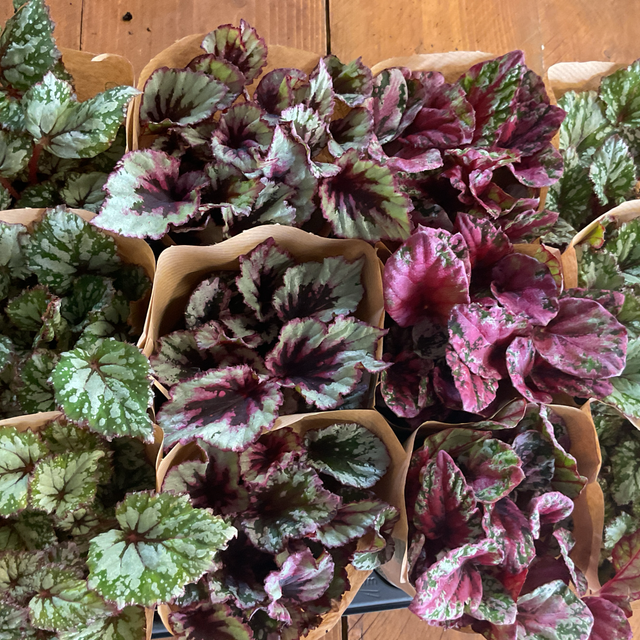 Begonia mix intérieur 