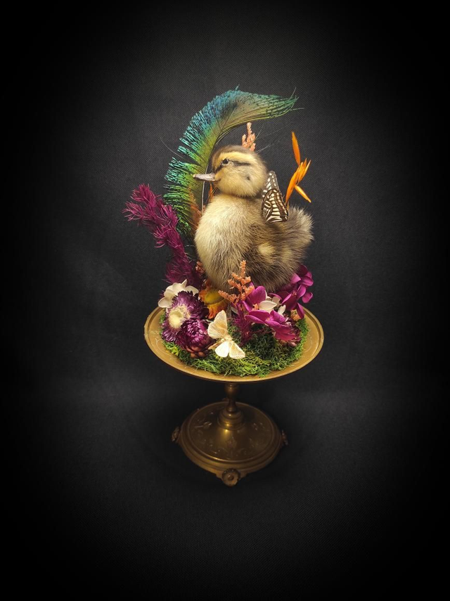 Diorama &quot;Caneton Ailés&quot;