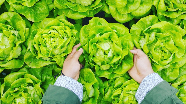 Lettuce