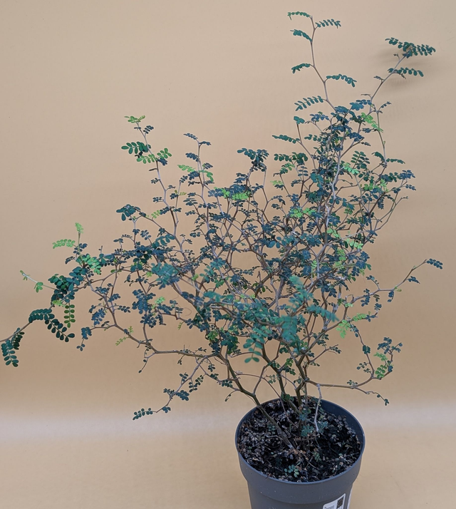 Sophora prostata schnurbaum