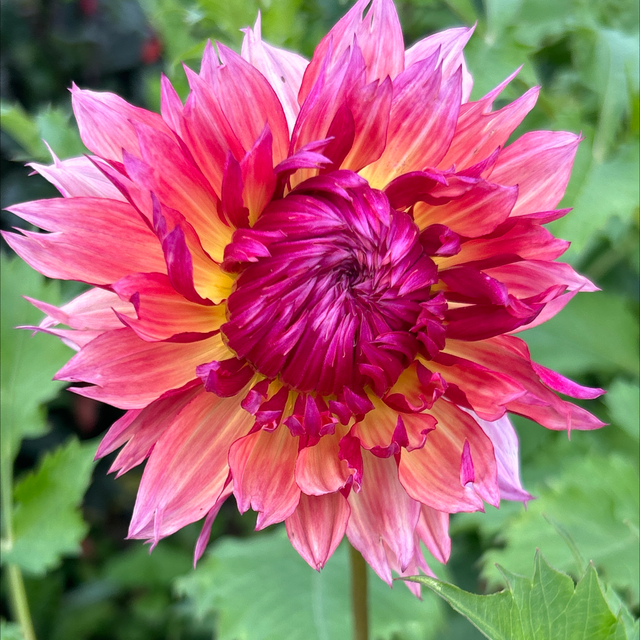 Myrtle’s Folly 305