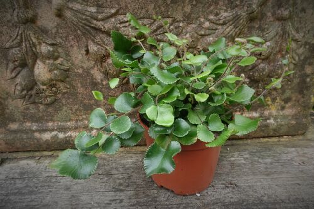 Pellaea rotundifolia - Button Fern 